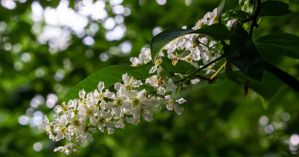 Promisecare Medical Group - White blossoms on a branch with a backdrop of blurred green foliage.