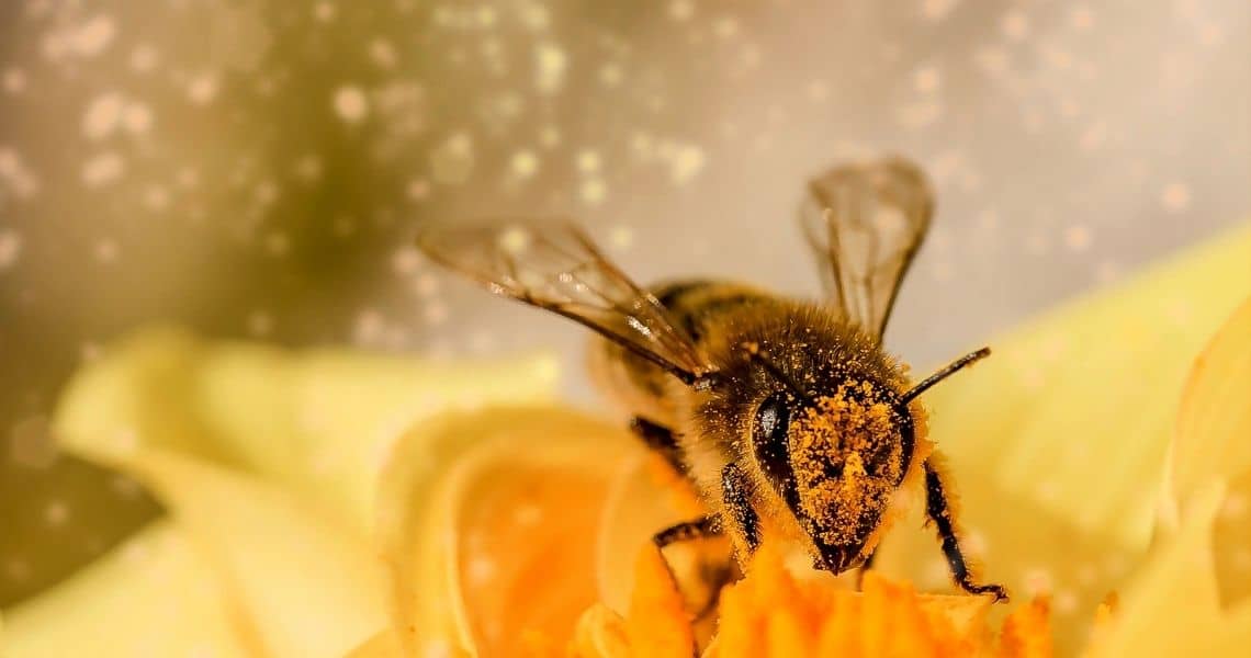 Promisecare Medical Group - A bee covered in pollen while foraging on a flower.