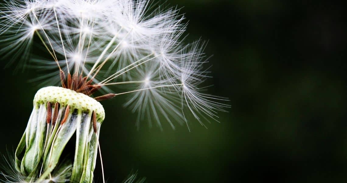 Promisecare Medical Group - Dandelion seeds dispersing in the wind.